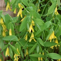 Uvularia grandiflora  Photo: J. Amand